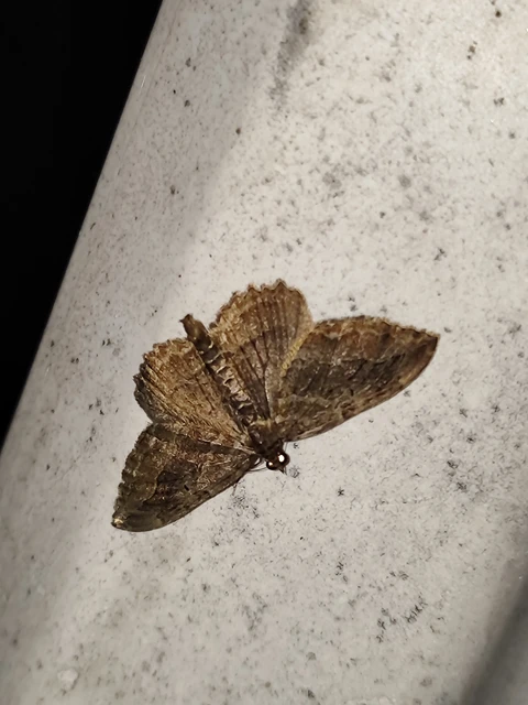 Philereme transversata - varjútövis-araszoló