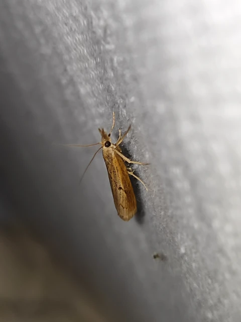 Agriphila