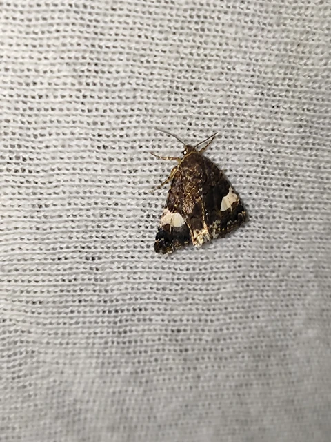 Tyta luctuosa - fekete nappalibagoly