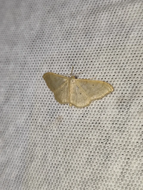 Idaea deversaria - egyszínű sávosaraszoló