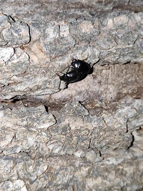 Tenebrionidae - gyászbogárfélék