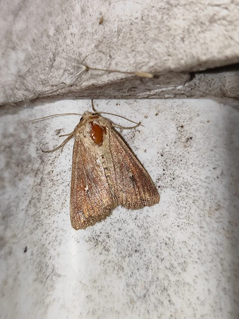 Mythimna albipuncta - fehérpettyes rétibagoly