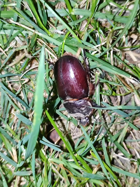 Oryctes nasicornis - orrszarvú bogár