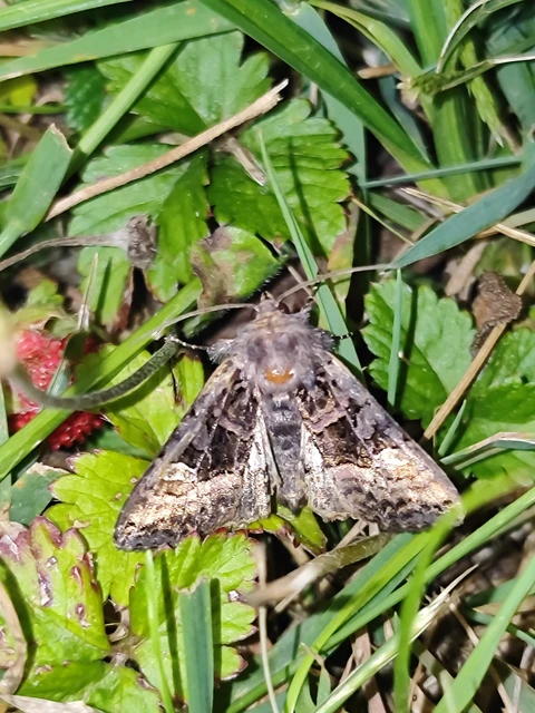 Euplexia lucipara - szeder-csipkésbagoly