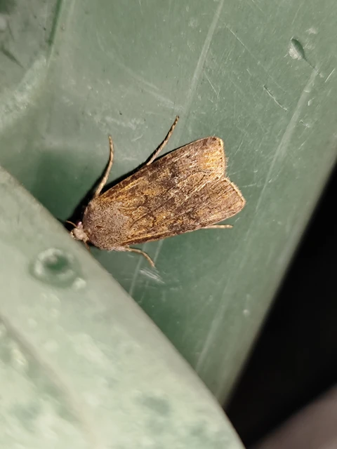 Agrotis segetum - vetési földibagoly