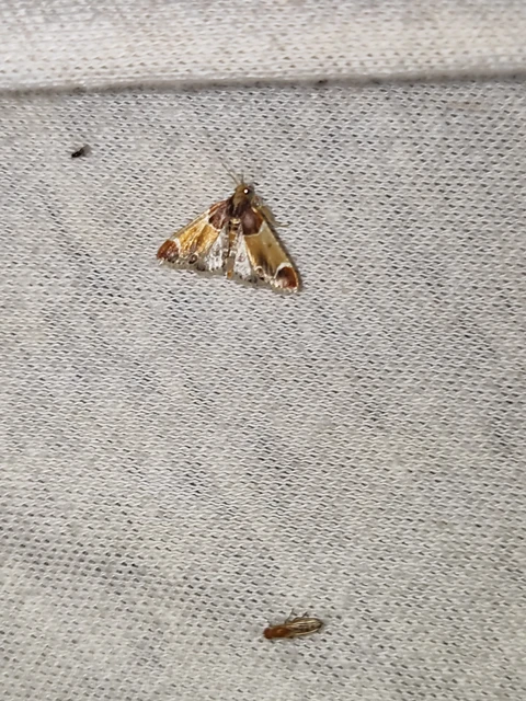 Pyralis farinalis - lisztilonca