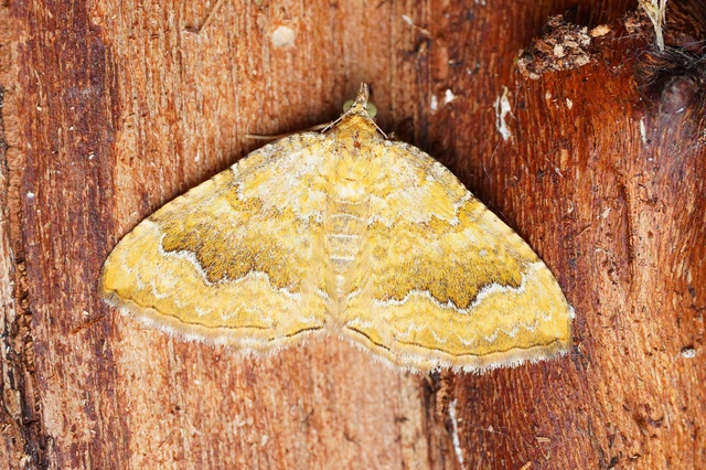 Camptogramma bilineata - kétvonalas sávosaraszoló