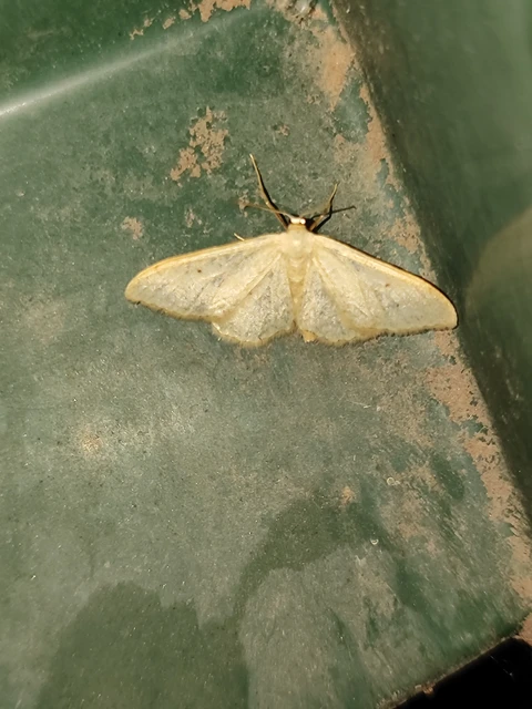 Idaea straminata - szalmasárga sávosaraszoló