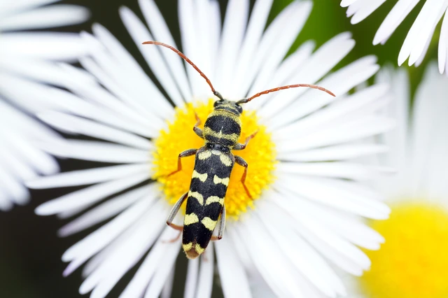 Echinocerus floralis - lucerna-darázscincér