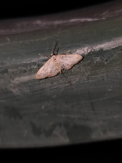 Idaea seriata - szürke apróaraszoló