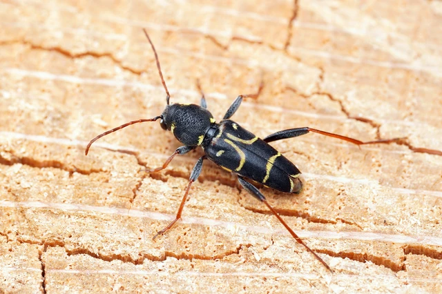 Xylotrechus antilope - fürge darázscincér
