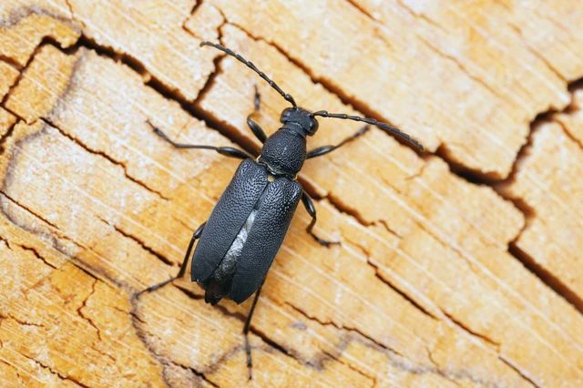 Stictoleptura scutellata - hegyi virágcincér