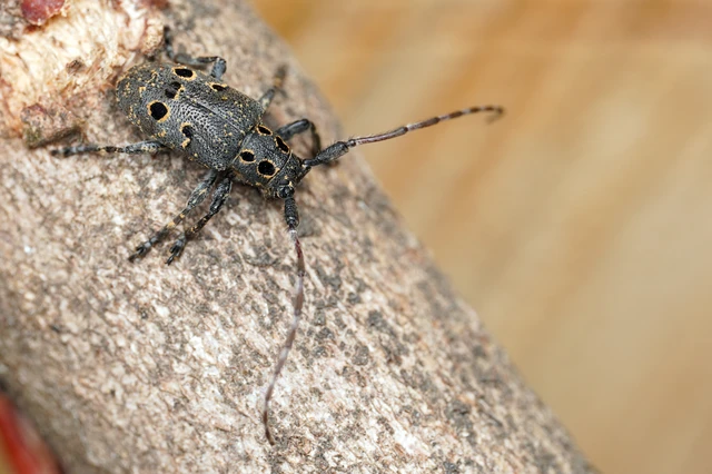 Mesosa curculionoides - szemfoltos cincér Mesosa curculionoides - szemfoltos cincér