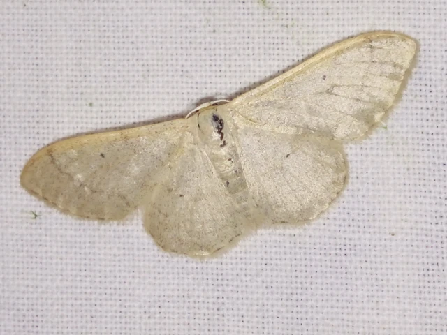 Idaea straminata - szalmasárga sávosaraszoló
