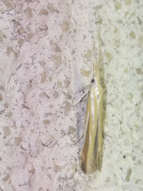 Coleophora