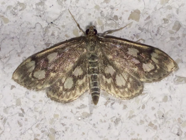 Anania coronata - koronás dudvamoly
