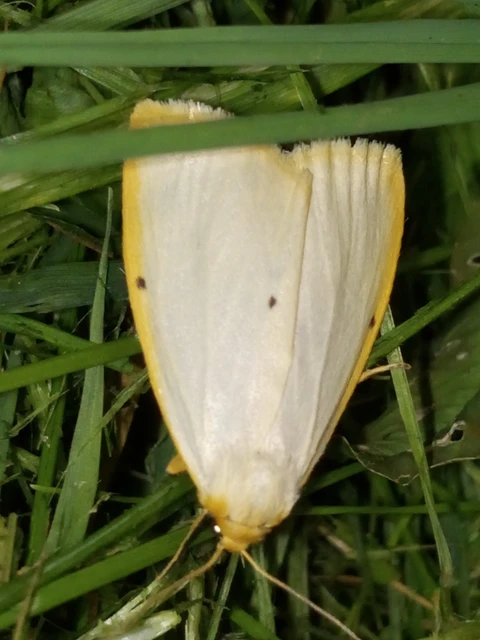 Cybosia mesomella - csontszínű molyszövő