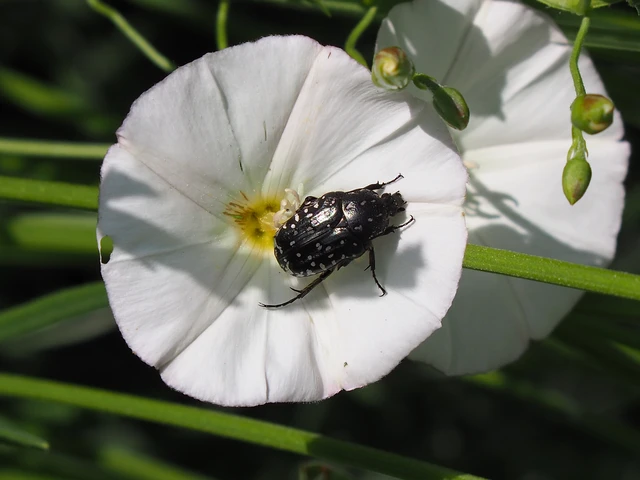 Oxythyrea funesta - sokpettyes virágbogár