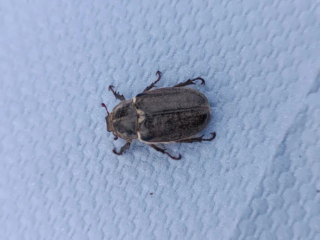 Anoxia pilosa - pusztai cserebogár