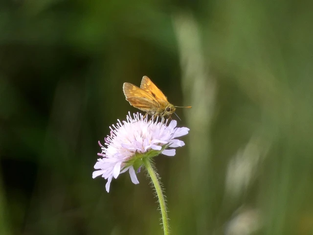 Ochlodes sylvanus - erdei busalepke