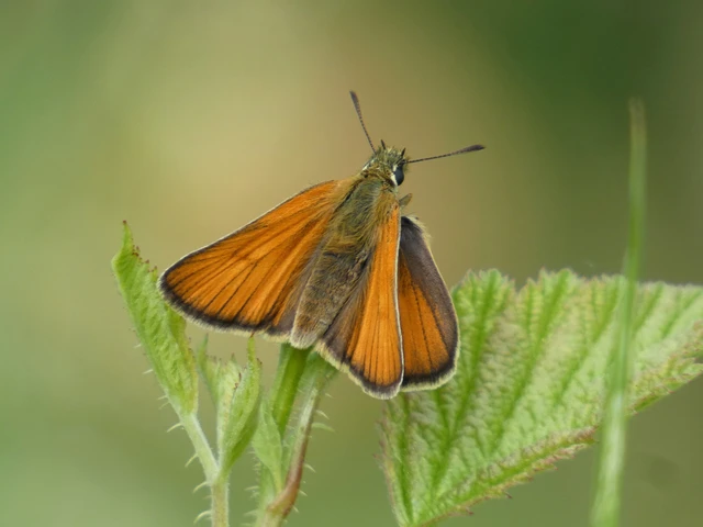 Thymelicus lineola - vonalas busalepke