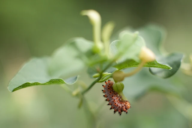 Zerynthia polyxena - farkasalmalepke