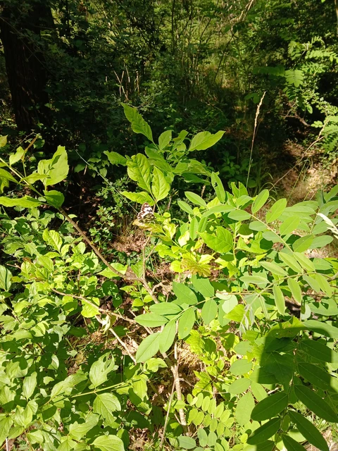 Melanargia galathea - sakktáblalepke