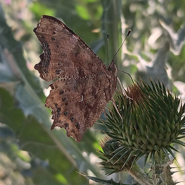 Nymphalis c-album - C-betűs lepke