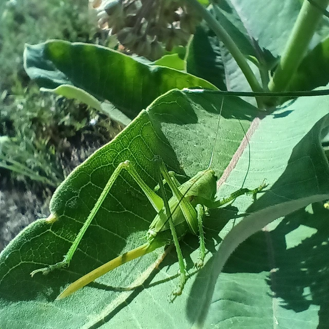 Tettigonia viridissima - zöld lombszöcske