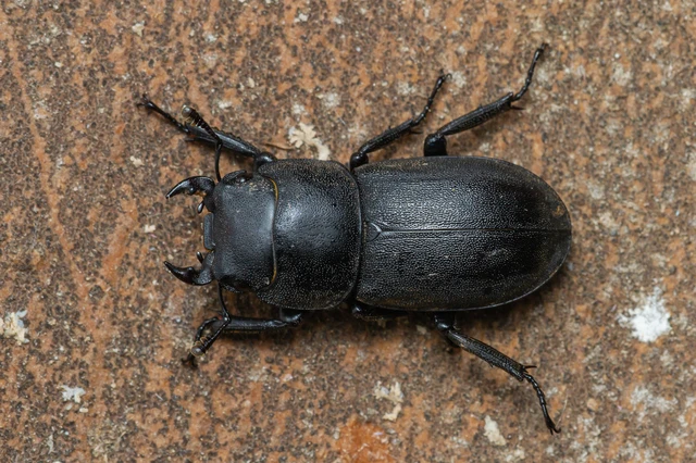 Dorcus parallelipipedus - kis szarvasbogár