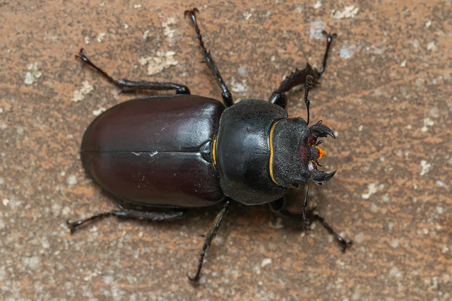 Lucanus cervus - nagy szarvasbogár