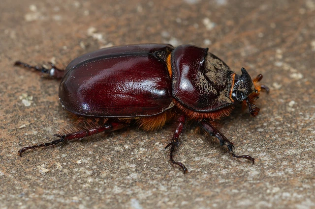 Oryctes nasicornis - orrszarvú bogár