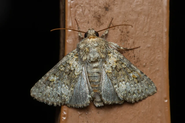 Hecatera dysodea - parajbagoly