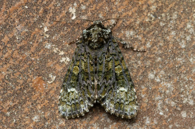 Craniophora ligustri - fagyalbagoly