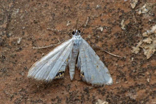 Cataclysta lemnata - békalencsemoly