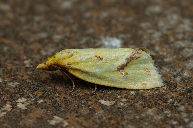 Agapeta hamana - közönséges sárgamoly