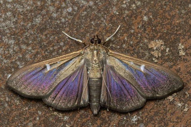 Cydalima perspectalis - puszpáng-tűzmoly