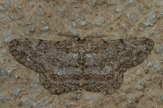 Hypomecis punctinalis - pettyes faaraszoló