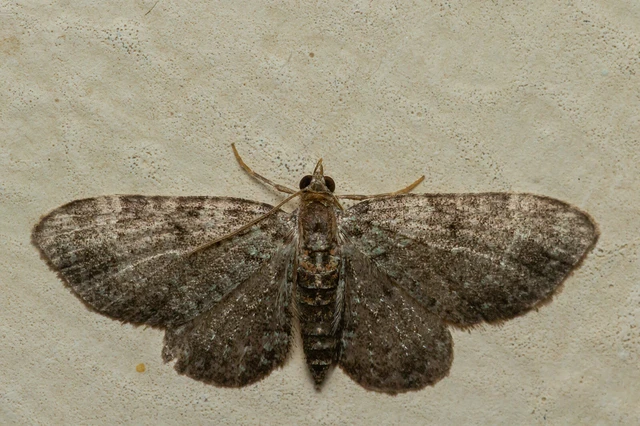 Pasiphila chloerata - hamvas törpearaszoló