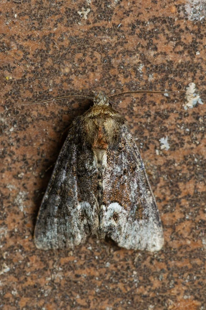 Oligia strigilis - kormos dudvabagoly
