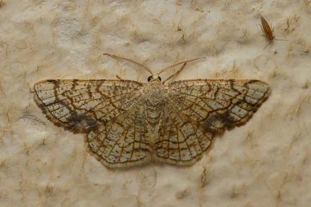 Stegania dilectaria - fehérnyár-araszoló