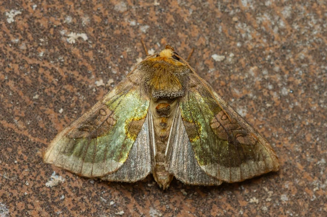 Diachrysia chrysitis/stenochrysis