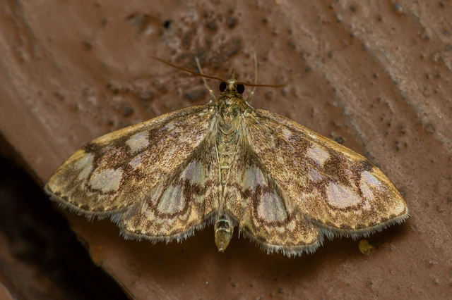 Anania coronata - koronás dudvamoly
