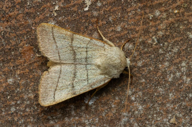 Charanyca trigrammica - háromsávos lombbagoly