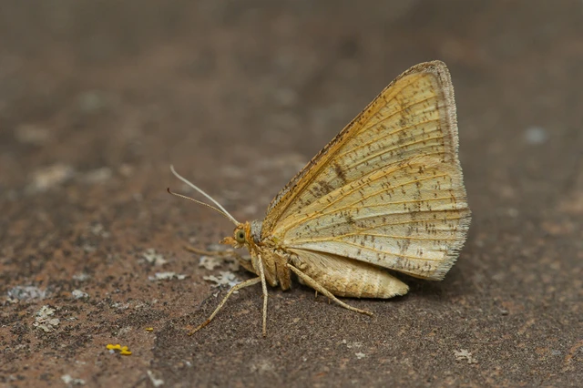 Tephrina arenacearia - lucerna-araszoló