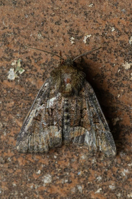 Oligia strigilis/latruncula/versicolor