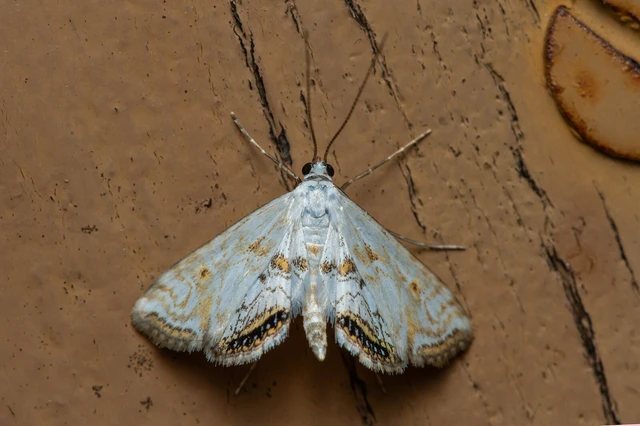 Cataclysta lemnata - békalencsemoly