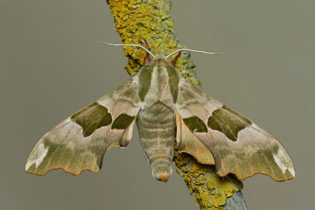 Mimas tiliae - hársfaszender