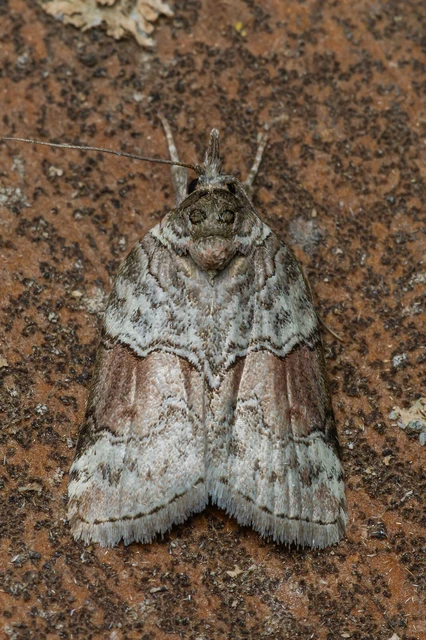 Nycteola siculana - fűz-trapézbagoly