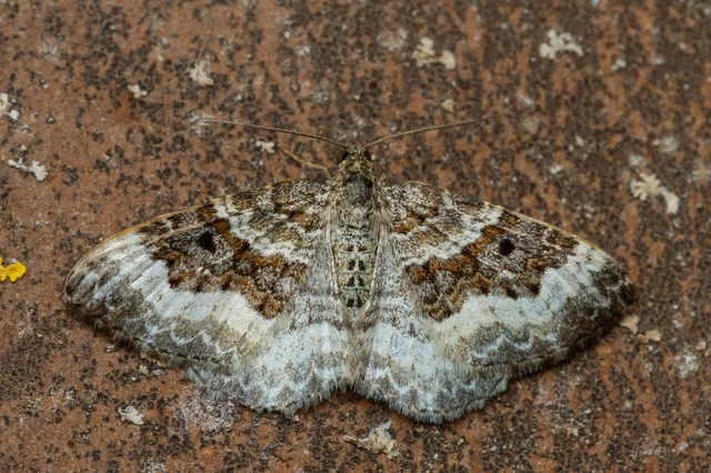 Epirrhoe alternata - galaj-tarkaaraszoló